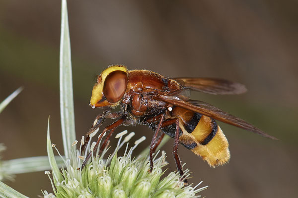 Nr.1072 - Volucella zonaria / Hornissenschwebfliege - WES Rheinbrücke Büdericher Insel - 51°38`40.99" 6°36`30.54" - (09.08.2019)