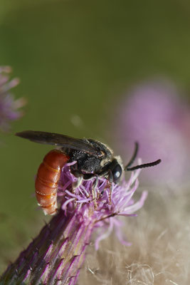 Sphecodes albilabris / Riesen-Blutbiene - WES Drevenacker Dünen - 51°39`02.42"  6°40`43.35" - (18.07.2020)
