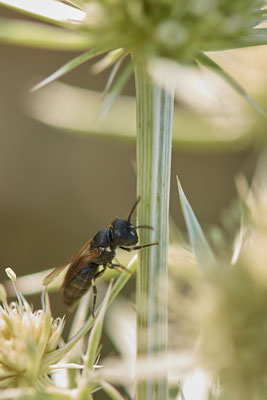 Hylaeus sp. - Dinslaken Emschermündung - 51°33`56.26" 6°41`27.74" - (08.08.2020)