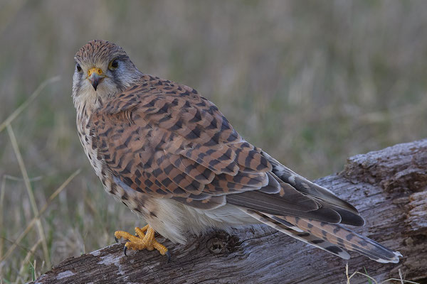 Der Turmfalke nach der Mahlzeit