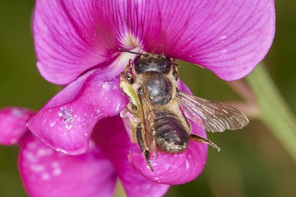 Nr.0793 - Megachile willughbiella / Garten-Blattschneiderbiene - OB Westhoffstraße - 51°31`31.49" 6°49`58.15" - (22.06.2019)
