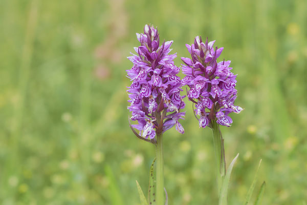 Knabenkraut - NL Makkum - (11.06.2019)