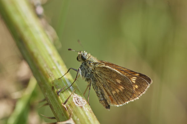 Dickkopffalter - WES Drevenacker Dünen - (18.07.2020)