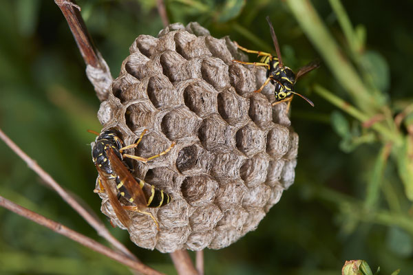 Nr.0698 - Nest 1 - Polistes /  Feldwespe - Kontrolle der Brutwaben - OB Neue Mitte 2 - 51°29`17.47" 6°53`51.86" - (16.06.2019)