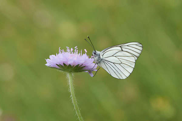 Baum-Weißling - Auf Schmetterlingstour in der Eifel: Kalvarienberg und Lambertstal - (29.05. bis 03.06.2022)