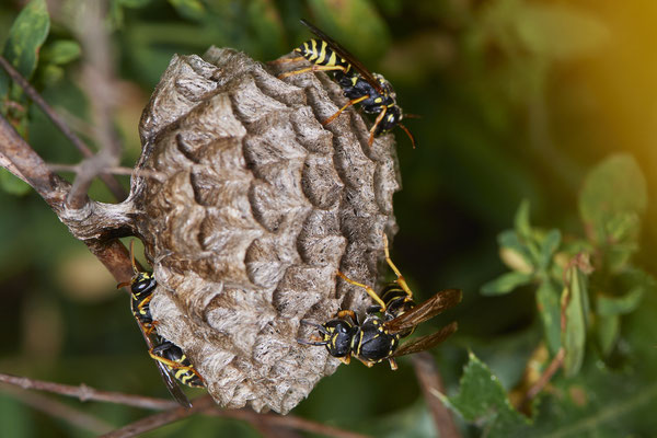 Nr.0699 - Nest 1 - Polistes /  Feldwespe - die ersten 2 Arbeiterinnen sind da - OB Neue Mitte 2 - 51°29`17.47" 6°53`51.86" - (16.06.2019)