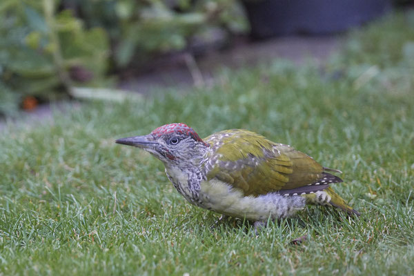 Heute Morgen waren 2 Grünspechte im Garten- Jungvogel - OB Garten - (01.09.2020)