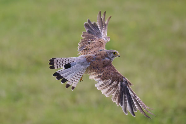 Turmfalke - Serie Flugfotos
