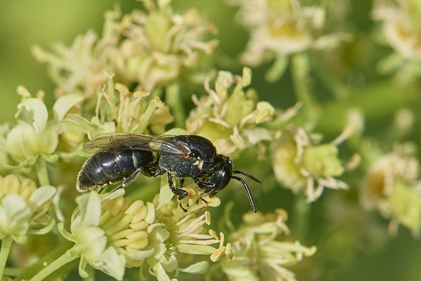 Nr.0800 - Hylaeus signatus / Reseden-Maskenbiene - OB Zeche Sterkrade - 51°31`11.24" 6°50`15.70" - (22.06.2019)