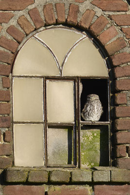 Steinkauz