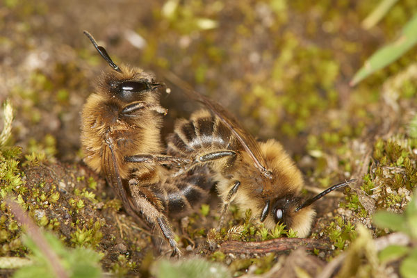 Nr.0069 - Colletes cunicularis - Koitus mehrere Paare - OB - Halde Prosper Haniel - 51°32`48.20" 6°52`34.28" - (28.03.2019)