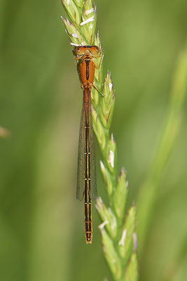 Kleine Pechlibelle