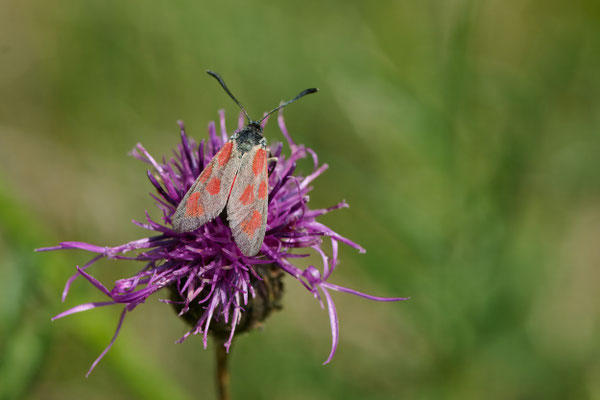 Beilfleck-Widderchen - (Urlaub im Allgäu / Bayern vom  08.06. bis 19.06.2025)