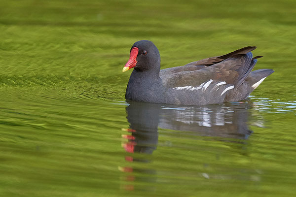 Teichhuhn