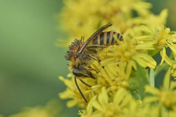 Colletes hederae / Efeu-Seidenbiene - Befall von Triungulinen ( Larven des Ölkäfers Stenoria analis ) - Haltern, Weg an Kiesgrube, Waldrand - 51°42`21.66" 7°15`40.35" - (27.08.2020)