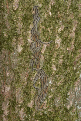 Eichen-Prozessionsspinner - (28.05.2022)