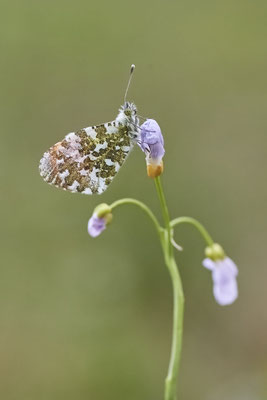 Aurorafalter - Oberhausen - (18.04.2022)