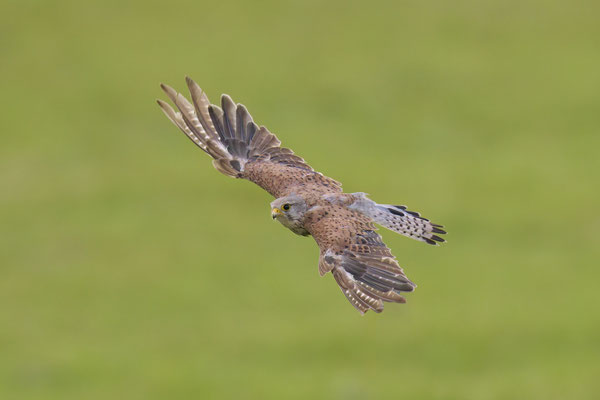 Turmfalke - Serie Flugfotos
