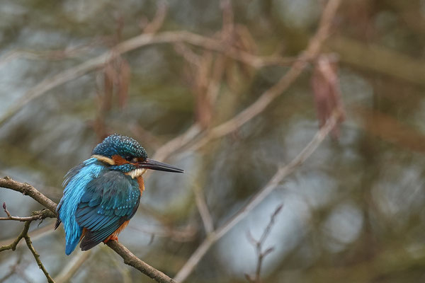 Eisvogel in den Mülheimer Ruhrauen - (01.02.2019)