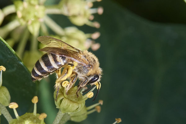 Nr.11-1/11 - Colletes hederae (Efeu-Seidenbiene) - Anzahl >30 - MG Riegenbenden 15 (08.10.2018)