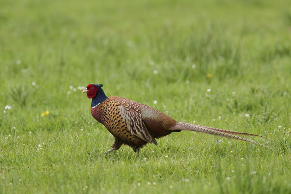 Jagdfasan