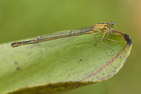 Große Pechlibelle