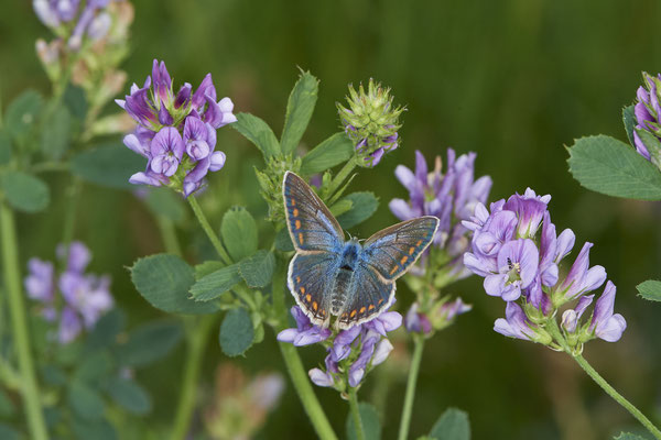 Hauchel-Bläuling - Rheindeich DIN Emschermündung - (21.07.2021)