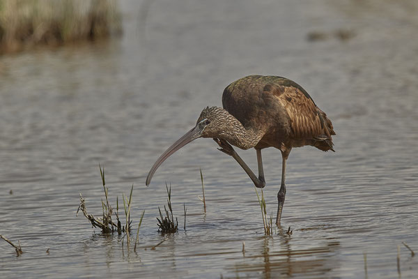 Brauner-Sichler ( Naturpark Albufera )