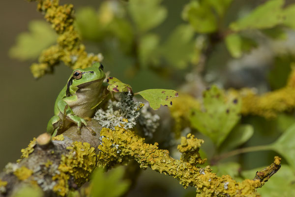 Europäische Laubfrosch