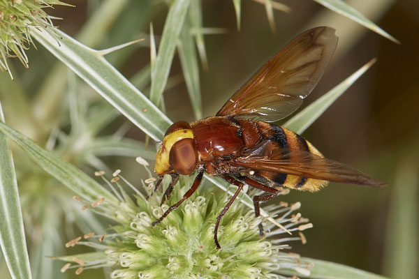 Nr.1073 - Volucella zonaria / Hornissenschwebfliege - WES Rheinbrücke Büdericher Insel - 51°38`40.99" 6°36`30.54" - (09.08.2019)