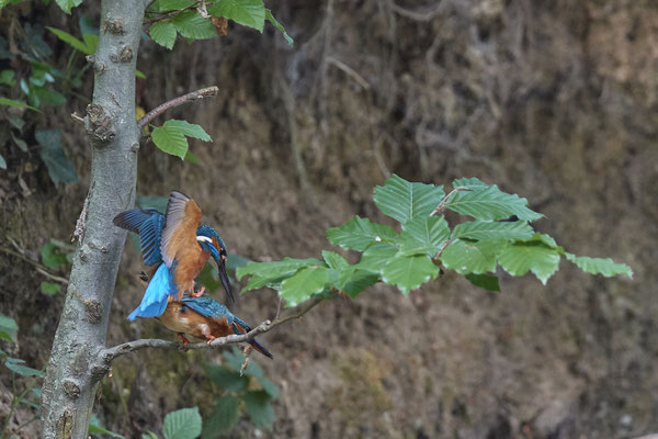 Eisvogel - Kopula - Serie von 7 Fotos - (19.05.2020) Leider nicht knackscharf wegen zu großer Entfernung