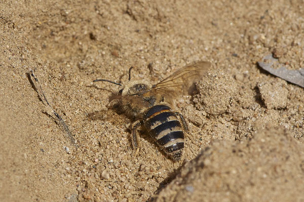 Nr.12/01 - Colletes hederae beim Nest graben - OB Läppkes Mühlenbach (10.10.2018)