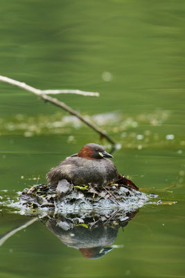 Nestbau beim Zwergtaucher