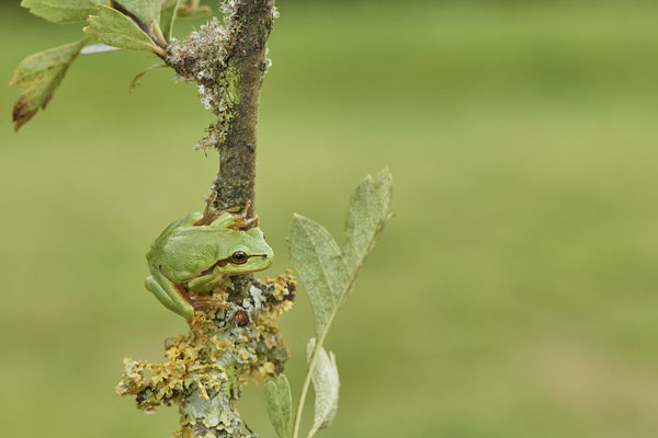 Laubfrosch - (07.08.2021)