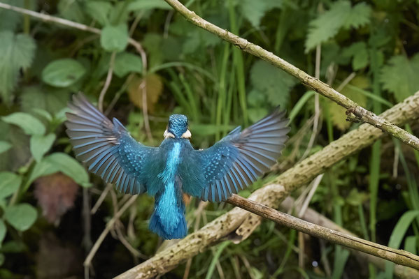 Eisvogel