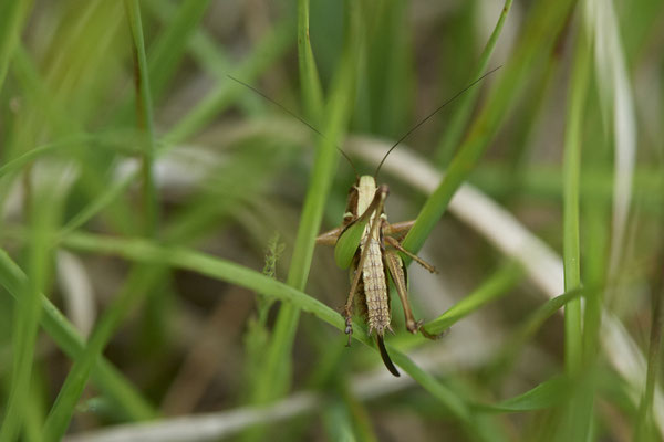 Metrioptera brachyptera / Kurzflügelige Beißschrecke - (25.07.2020)