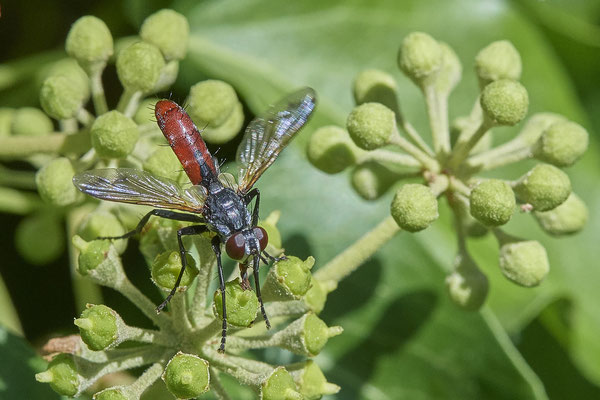 Nr. 5-1/04- Raupenfliege (Cylindromyia bicolor) - OB Weiherstraße-116 Parplatz Netto (24.09.2018)