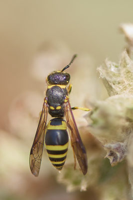 Nr.1020 - Lehmwespe sp - OB im Garten - 51°31`49.60" 6°50`56.50" - (29.07.2019)