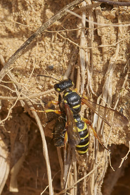 Nr.0743 - Cerceris rybyensis / Bienenjagende Knotenwespe - f - OB-Waldteich 2 - 51°31`32.65" 6°49`41.61" - (19.06.2019)