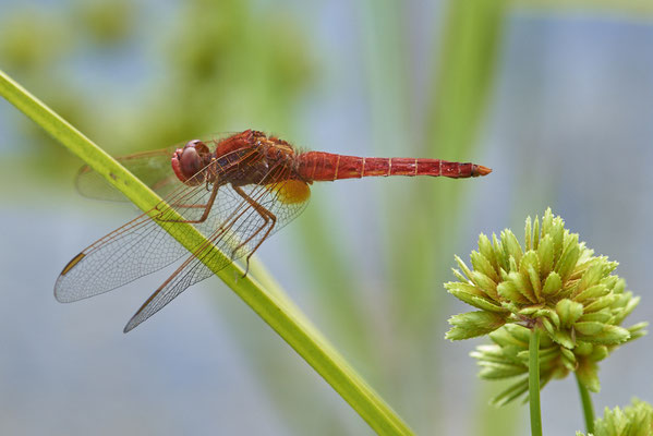 Feuerlibelle