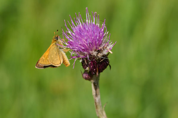 Rostfarbiger Dickkopffalter - (Urlaub im Allgäu / Bayern vom  08.06. bis 19.06.2025)