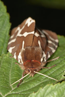 Brauner Bär - Hünxe Gartroper Mühlenbach - Rote Liste BRD - (31.07.2020)