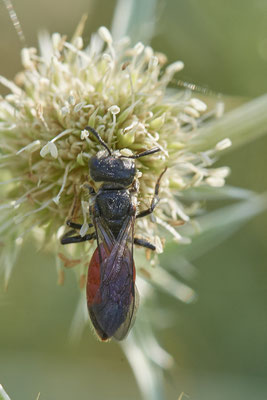 Sphecodes gibbus w - Dinslaken Emschermündung - 51°33`56.26" 6°41`27.74" - (12.08.2020)
