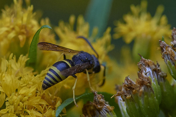 Faltenwespe unbestimmt