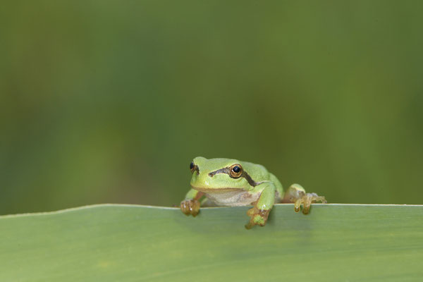 Laubfrosch - (07.08.2021)