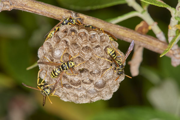 Nr.0870 - Polistes Nest 3 - morgens um 5:49 - OB LMB - 51°29`11.55" 6°53`53.48" - (27.06.2019)