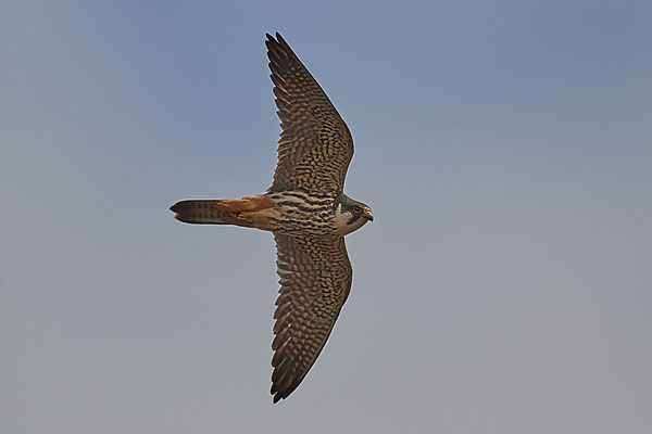 Baumfalke