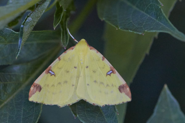 Opisthograptis luteolata / Gelbspanner -  OB Garten - (05.08.2020)