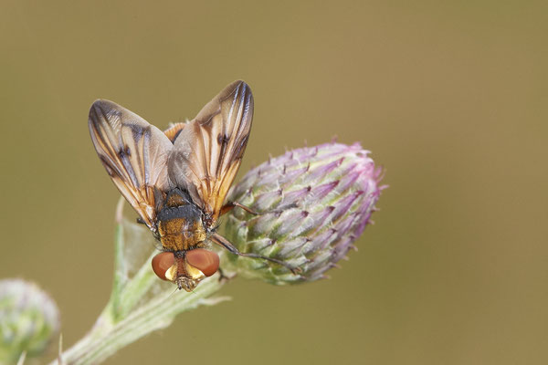 Ectophasia crassipennis / Breitflügelige Raupenfliege - WES Drevenacker Dünen - (25.07.2020)