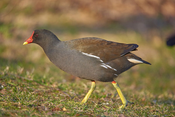 Teichhuhn
